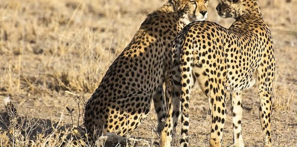 Masai_Mara_National_Reserve_014 (1)