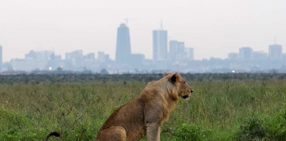 featured-Nairobi-National-Park-Maciej-Sudra_12